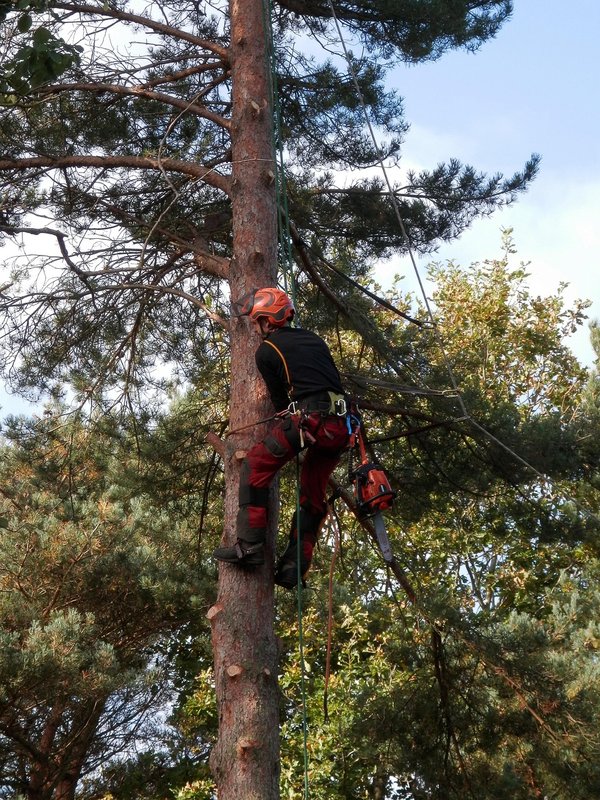Tree surgeon qualifications : your complete guide to certification